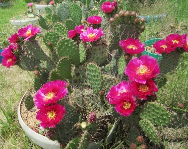 Jardin sec cactus Cassis La Ciotat St Cyr sur mer - Vente de